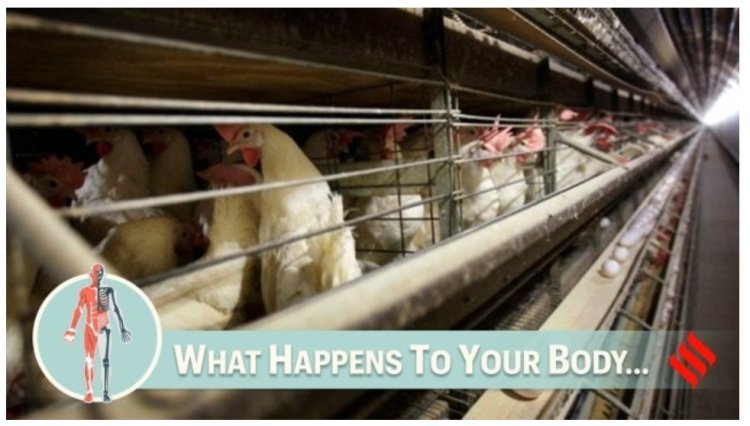 What physiological effects result from having avian flu?