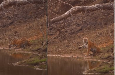 Photographer witnesses a tigress "waving" at tourists at a rare time.